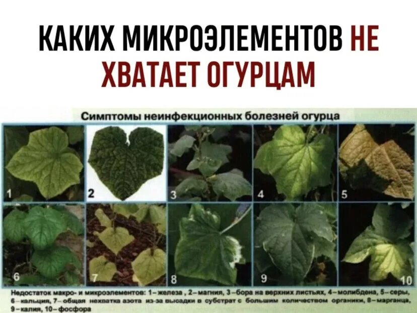 Листья огурцов недостаток микроэлементов. Недостаток микроэлементов у растений по листьям огурца. Нехватка микроэлементов у огурцов. Определить болезнь по листу огурца.