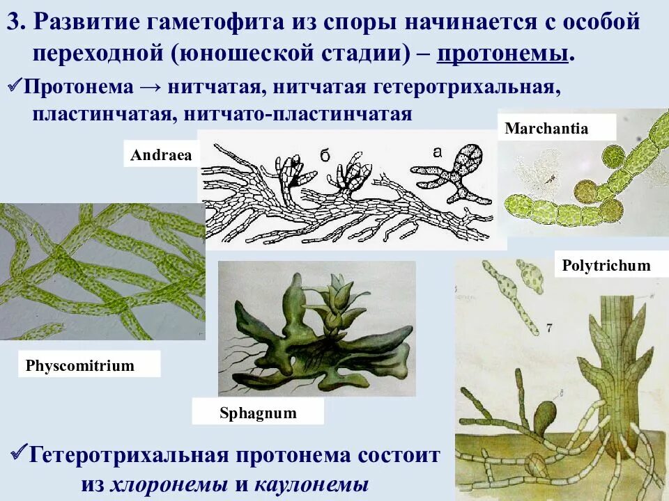 Нить развивающаяся из споры. Протонема мха цикл. Пластинчатая протонема маршанции. Протонема мха строение. Протонема и зеленая водоросль.