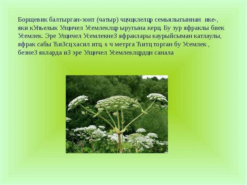 Балтырган растение. Балтырган растение с татарского. Балтырган с татарского на русский. Балтырган перевод на русский.