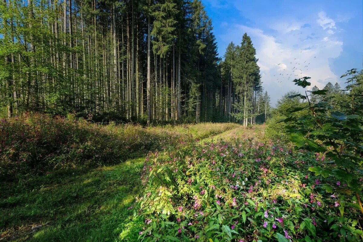 Утренний лес. В лесу на поляне стоит. Природа. В лесу на поляне стоит. Летняя природа.