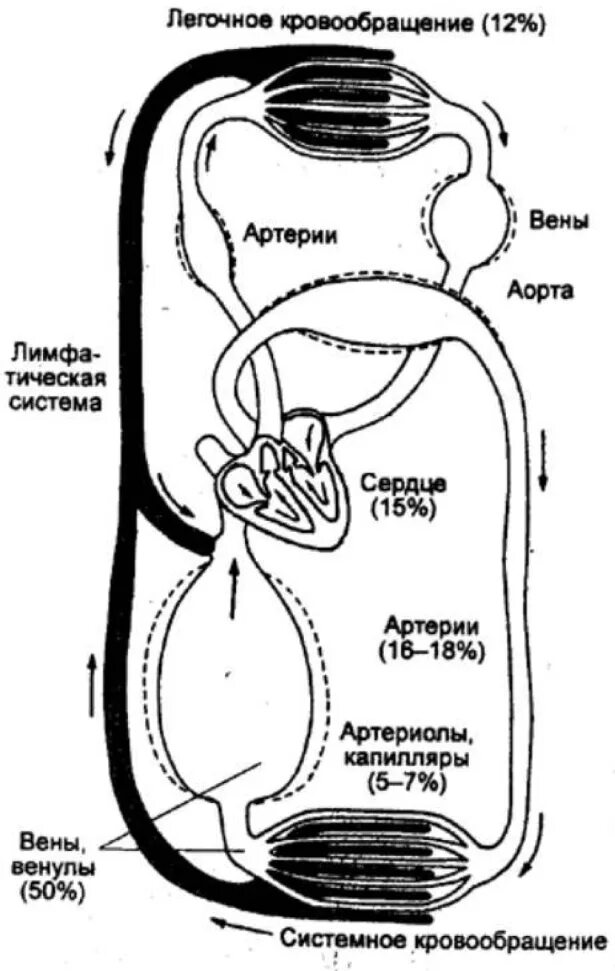 Большой круг кровообращения у млекопитающих начинается. Схема малого круга кровообращения млекопитающих. схема большого круга кровообращения у млекопитающих. малый круг кровообращения у млекопитающих схема. малый круг кровообращения у млекопитающих.