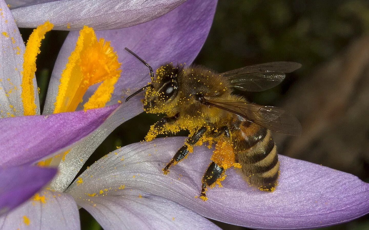 пчелы на цветах. пчела на цветке. красивая пчела. пчела на цветке. пчела на цветочке.