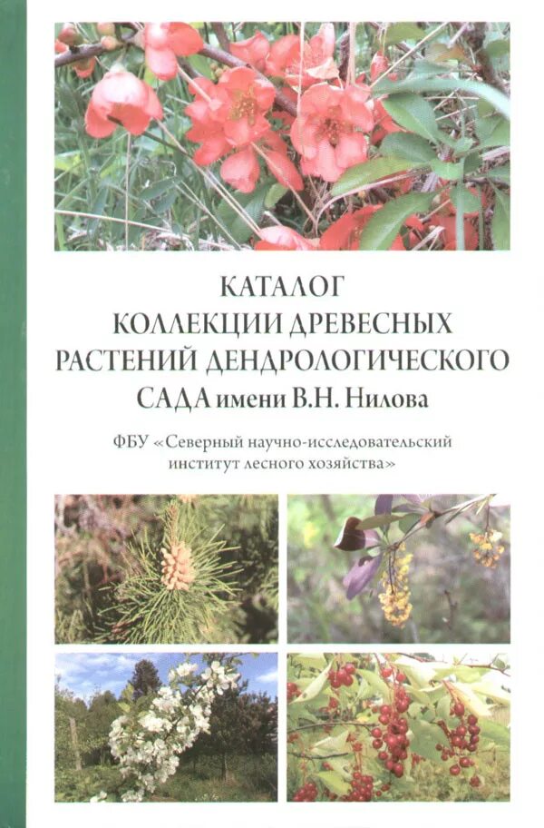 Дендрологический сад имени в.н. Нилова. Коллекция древесных растений. Дендрологический сад им. Нилова Архангельск. Дендрологический сад САФУ Архангельск. Нилов цветы