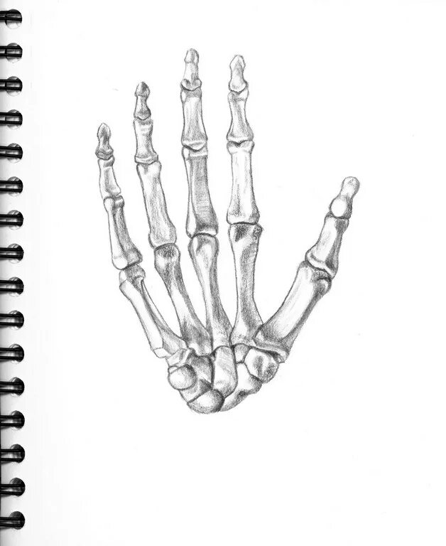 Skeleton hands