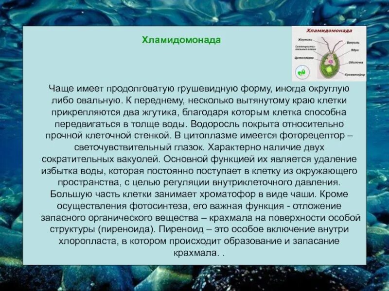 Зелёные водоросли хламидомонада. Сообщение о хламидомонаде. Строение хламидомонады и значение. Хламидомонада кратко.