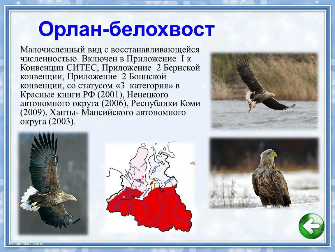 Птица орлан белохвост. Орлан-долгохвост. Орлан белохвост занесен в красная книга. Птица орлан белохвост. Орлан белохвост занесен в красная книга.