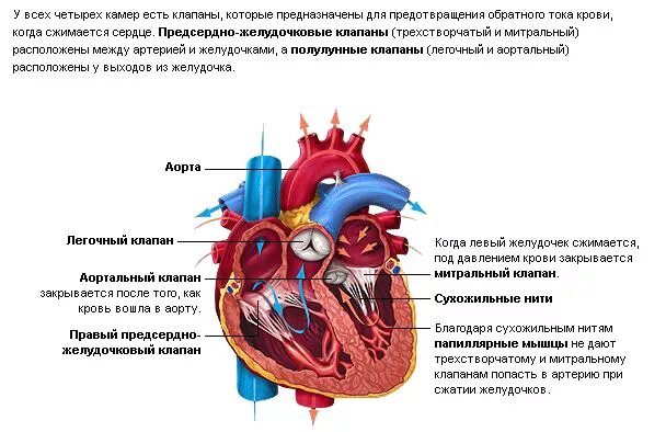 Аорта двухстворчатый клапан левое предсердие трехстворчатый клапан. Аортальный и легочный клапаны сердца. топография и строение сердца. анатомическое строение и топография сердца.