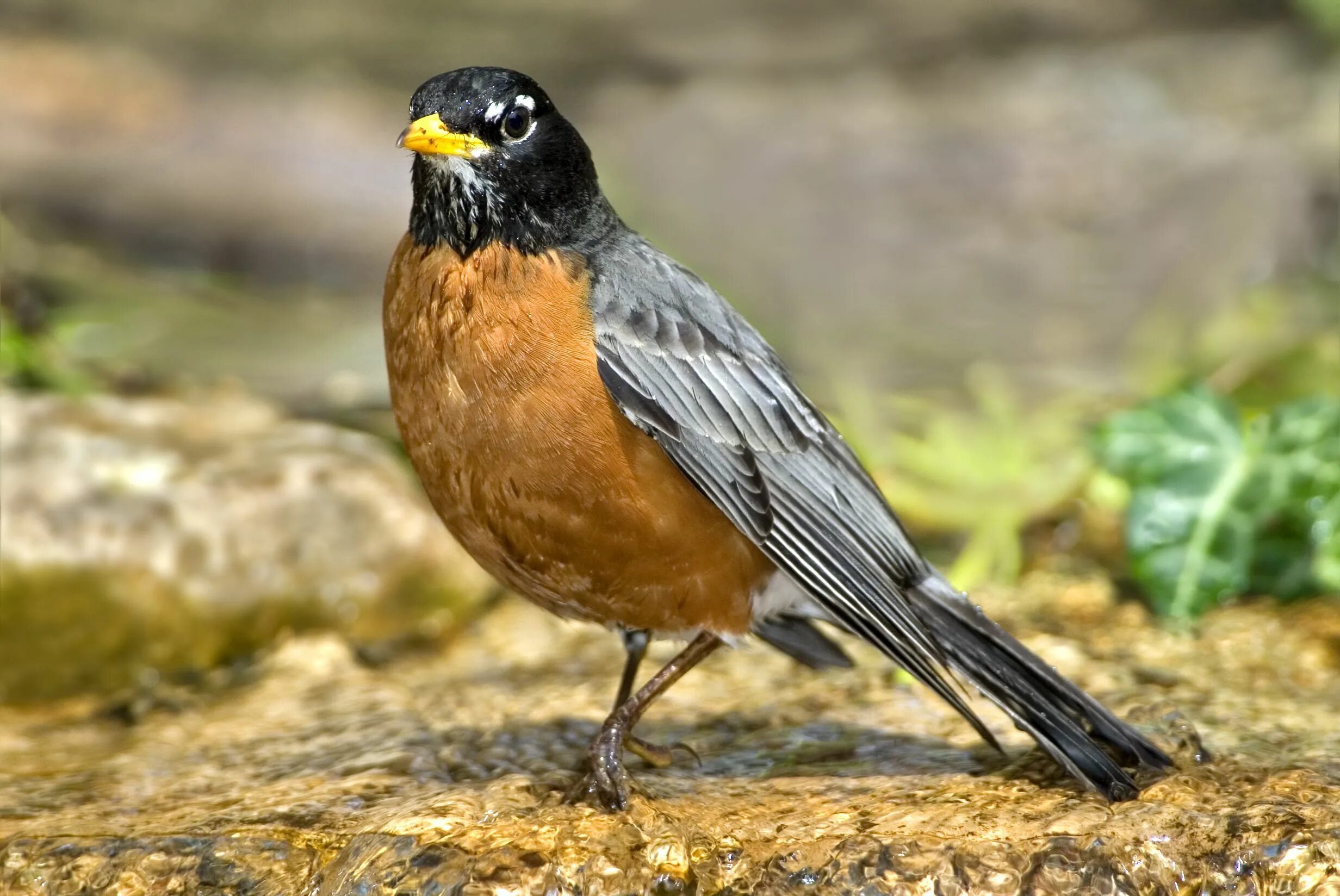 Странствующий Дрозд (turdus migratorius). American Robin. Американская Малиновка. Робин Странствующий Дрозд.