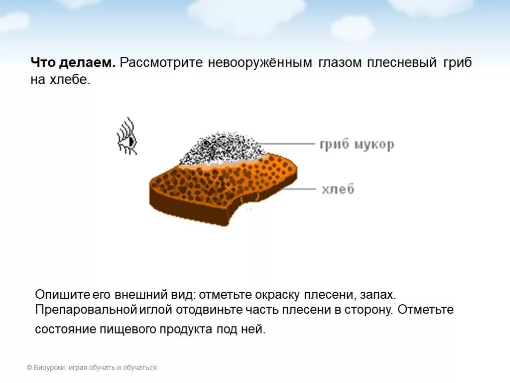 Лабораторная работа по биологии строение плесневых грибов. Структура плесневого гриба мукора. Лабораторная работа 5 класс выращивание плесени. Описать внешний вид гриба мукора на хлебе. Плесневые грибы часто появляются на хлебе