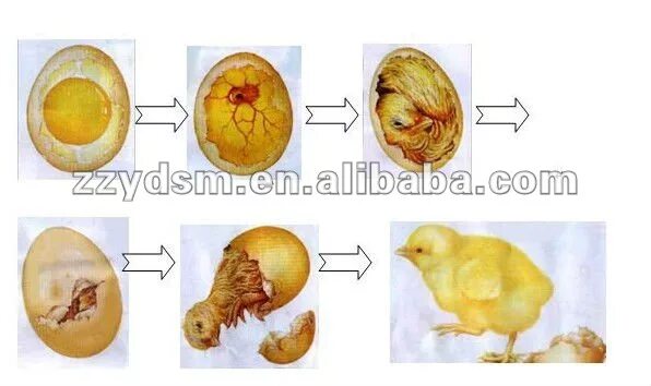 Сколько цыпленок в яйце. Стадии вылупления цыплят. Как развивается птенец.