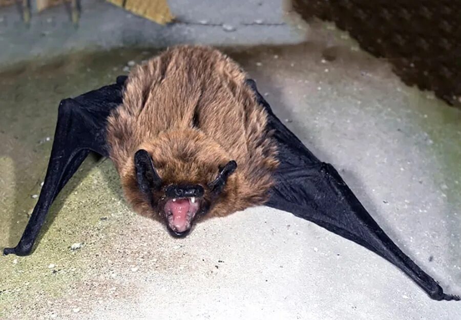 Малая вечерница nyctalus leisleri. Гигантская вечерница (nyctalus lasiopterus). Вечерница летучая мышь. Лесной нетопырь. Летучие мыши в ростове на дону.
