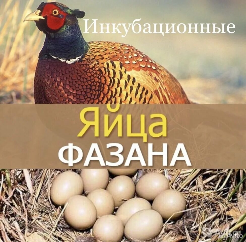 Инкубационное яйцо фазана купить. Фазан охотничий инкубация яиц. Фазан охотничий и фазаньи яйца. Яйцо фазана. Яйцо фазана инкубационное.
