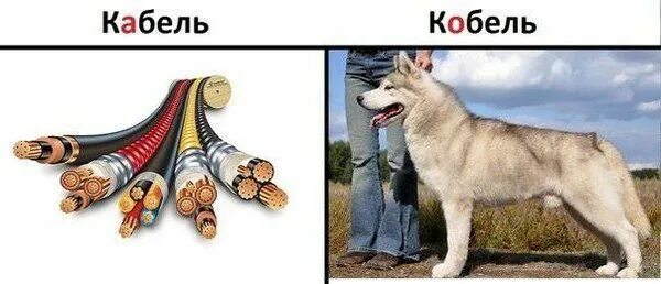 Как правильно сук суки