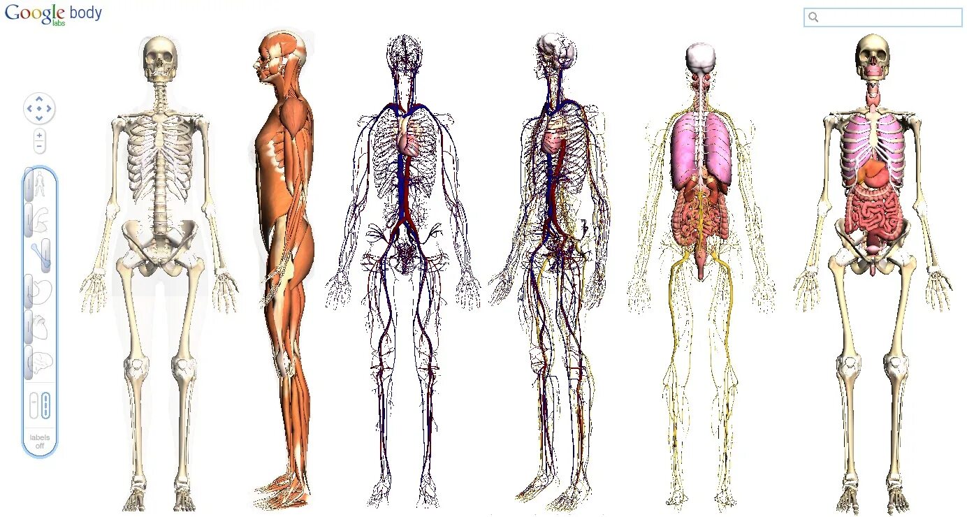 Body org