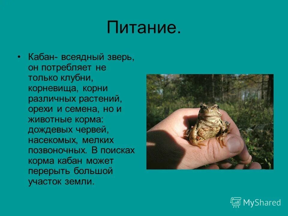 Способ питания кабанов. Кабан всеядный. питание дикого кабана. способ питания кабана. чем питается дикий кабан.