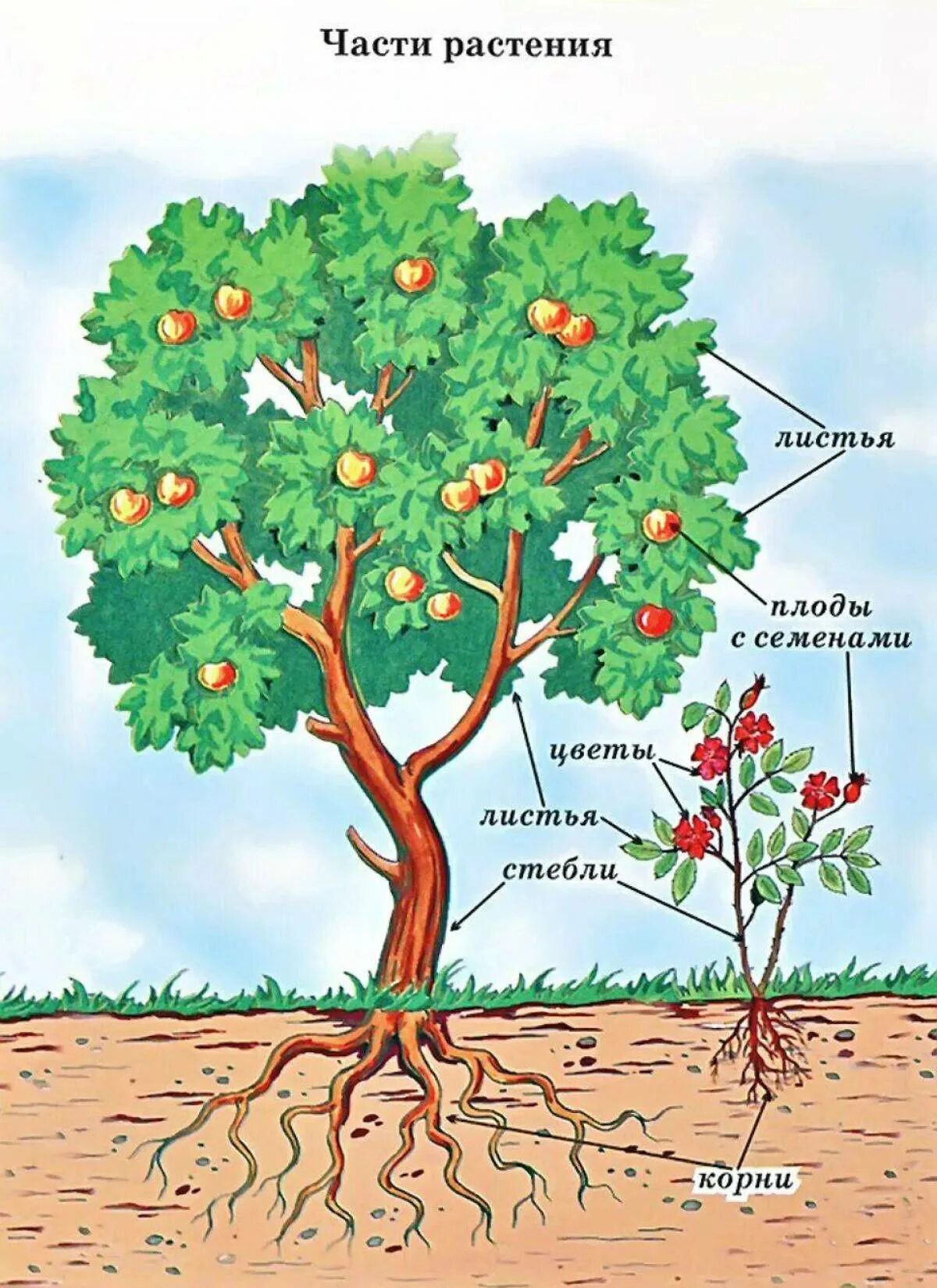 3 корня 1 ствол. Части дерева яблоня. Строение дерева для детей. Части дерева для дошкольников. Части дерева и кустарника для детей.