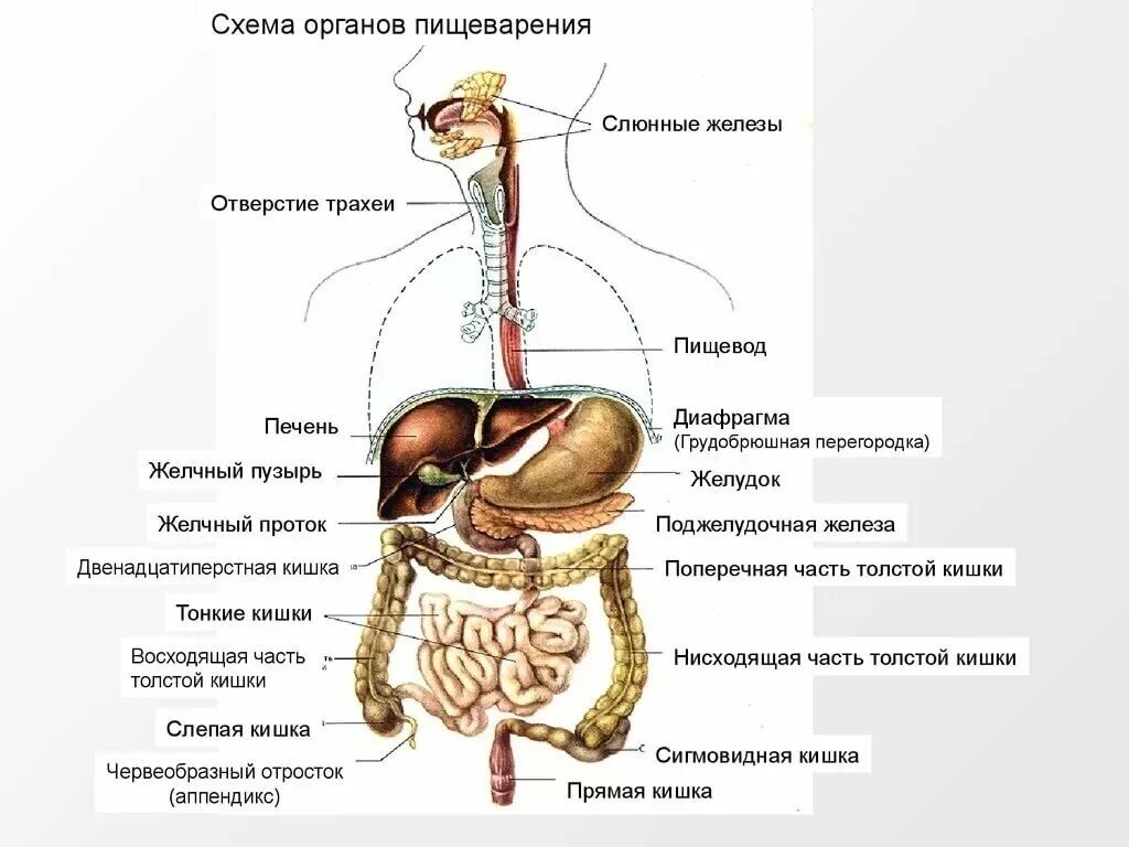 Строение человека внутренние органы пищеварительная система. Строение пищеварительной системы человека схема схема. Структура пищеварительной системы схема. Строение органов пищеварения пищеварительная система. Самой длинной частью пищеварительного тракта