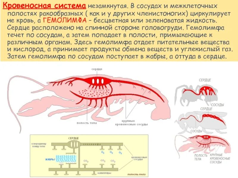 Биология 7 класс гемолимфа- вид крови?. Кровеносная система ракообразных замкнутая незамкнутая. Кровеносная система членистоногих 7 класс. Функции кровеносной системы у ракообразных. Какой тип кровеносной системы характерен для членистоногих