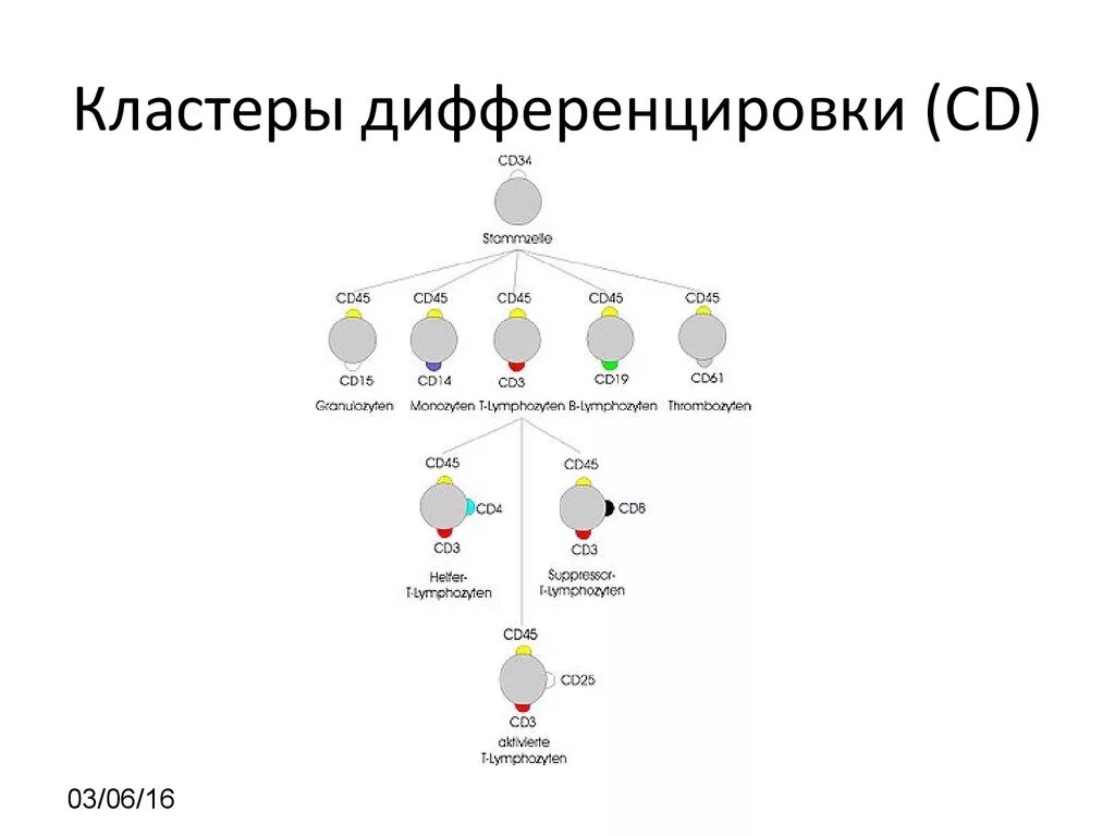 Кластеры дифференцировки (CD-маркеры);. Основные кластеры дифференцировки иммунокомпетентных клеток. Номенклатура кластеров дифференцировки (CD).. Кластеры дифференцировки лимфоцитов таблица.