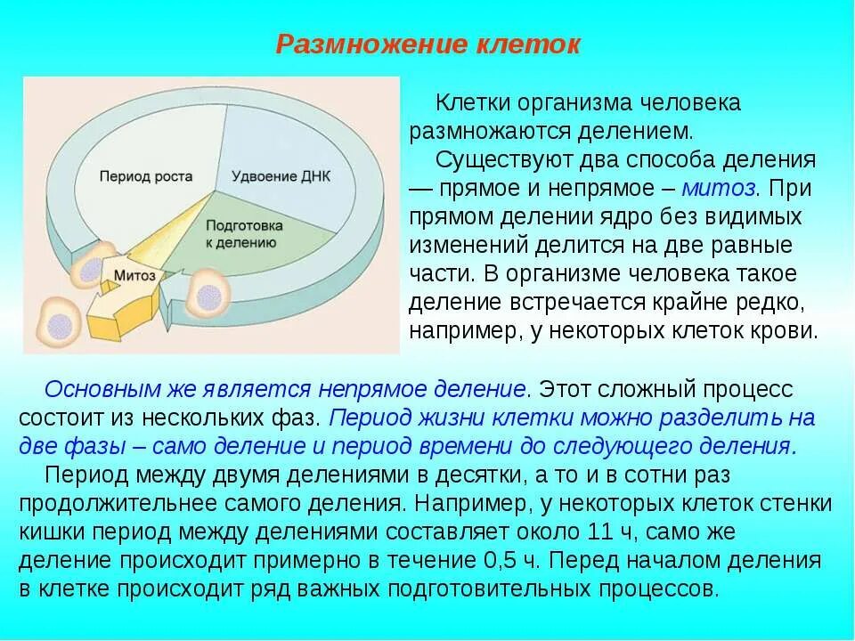 Без видимых изменений. Размножение клеток. Размножение человеческих клеток. Процесс размножения клетки. Размножение клеток организма человека.