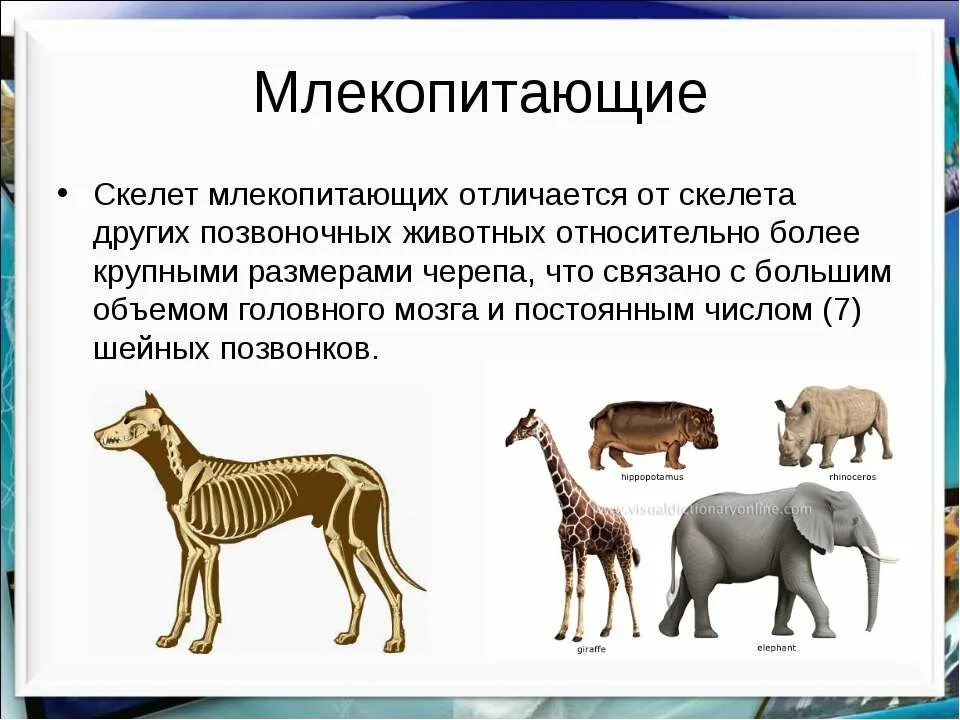 Тест тип хордовые класс рыбы 7 класс биология. Контрольная млекопитающие. Тест по биологии 7 класс млекопитающие. Контрольная млекопитающие. Контрольная млекопитающие.