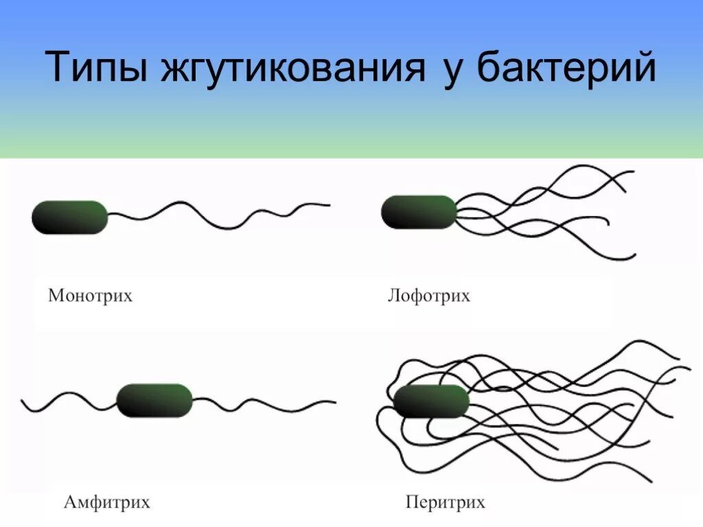 Лофотрихи. Жгутики бактерий монотрихи. Лофотрихи амфитрихи. Монотрихи перитрихи. Расположение жгутиков у бактерий.
