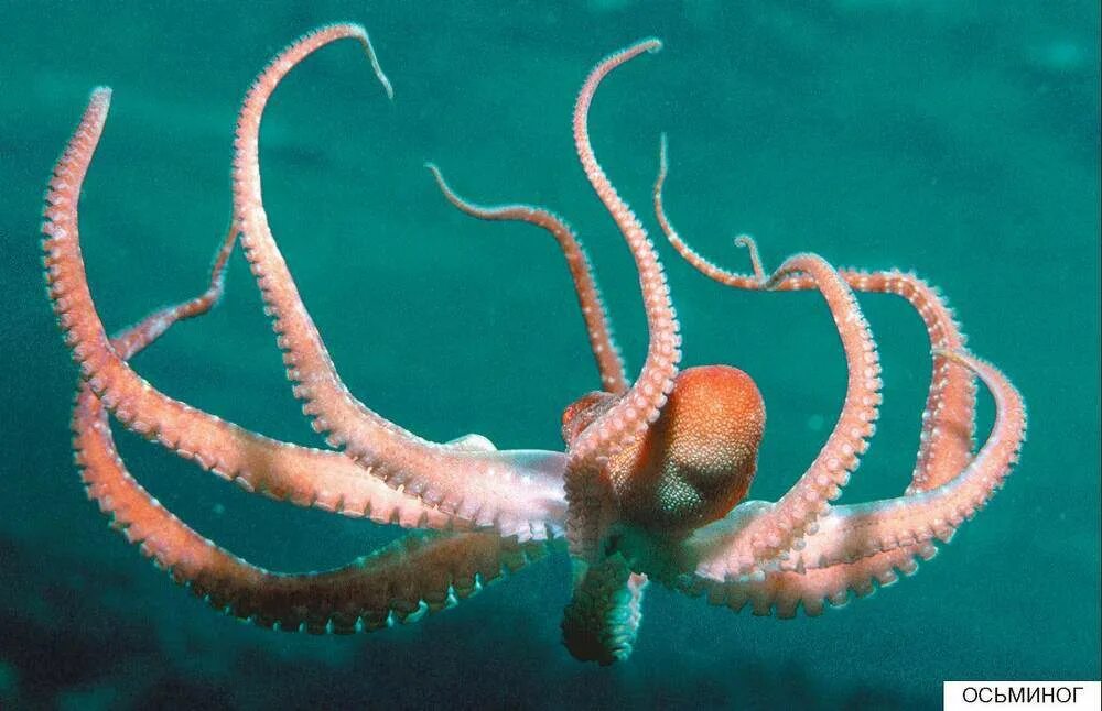 Осьминог представитель. Осьминог. морские обитатели осьминог. морской спрут. спрут морское животное.