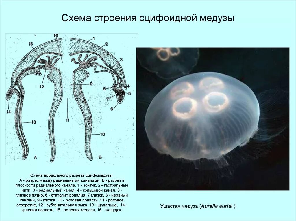 Схема строения сцифоидной медузы. У медузы есть мозги