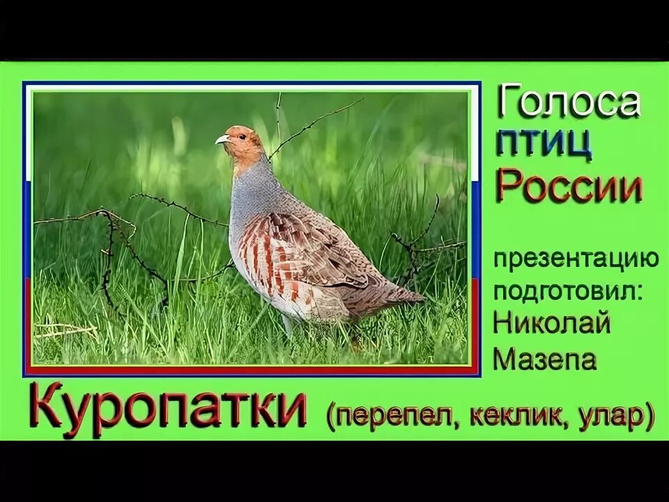 Куропатка голоса птиц. Голос куропатки. Серые куропатки голос. Голос кеклика.