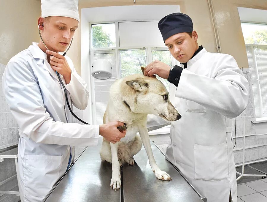 Ветеринарный врач россия