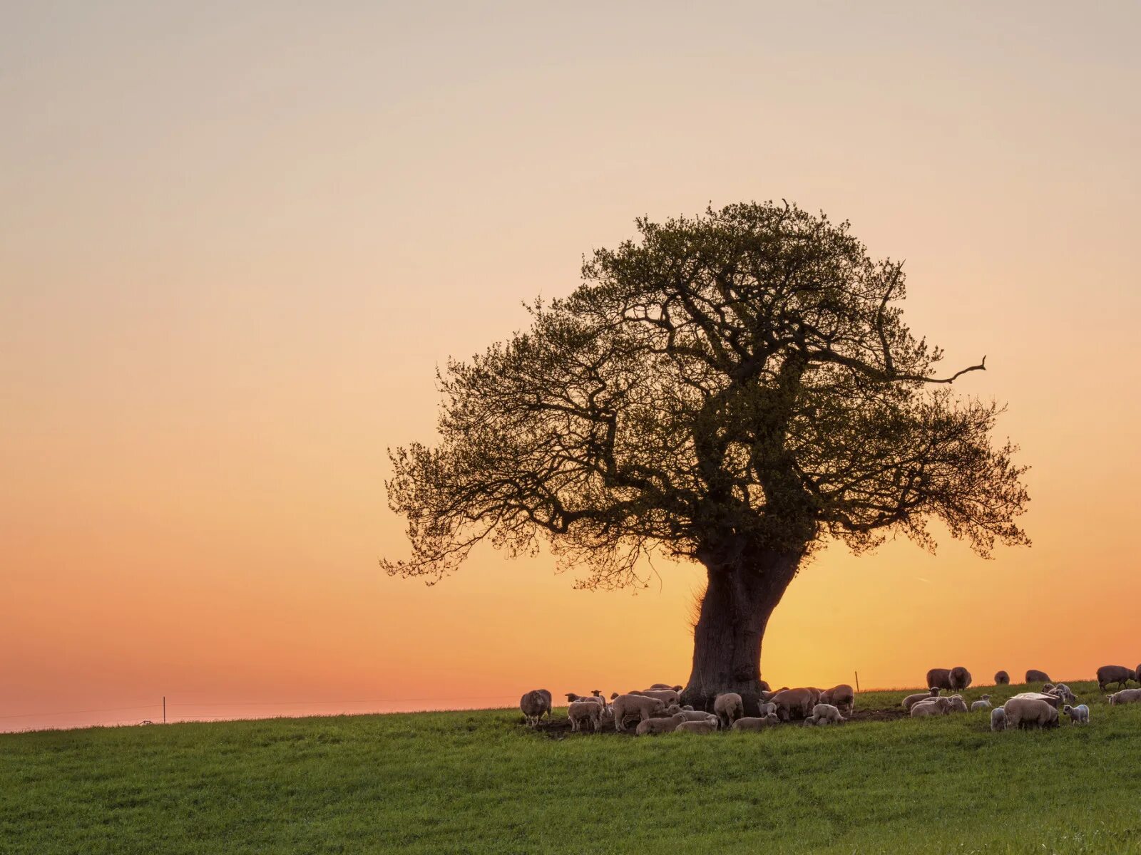 Tree sheep