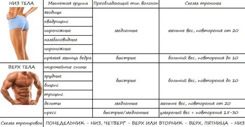 Объемы мышц таблица