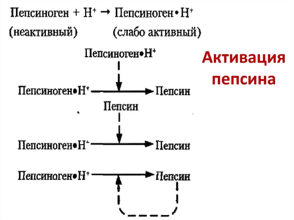 Расщепление белков реакция