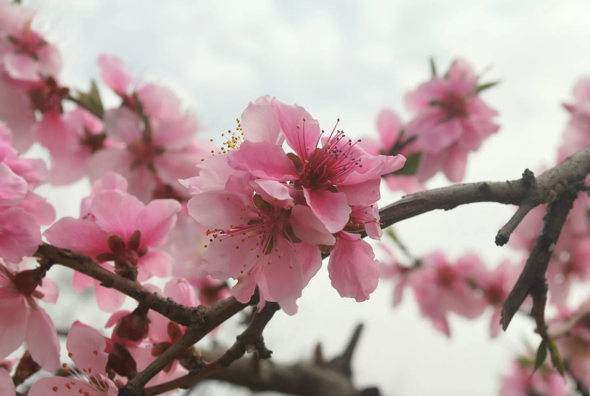 Цветущее дерево персика. Персиковое дерево цветение. Сакура персик. Сакура слива персик. Цветение персика в Японии.