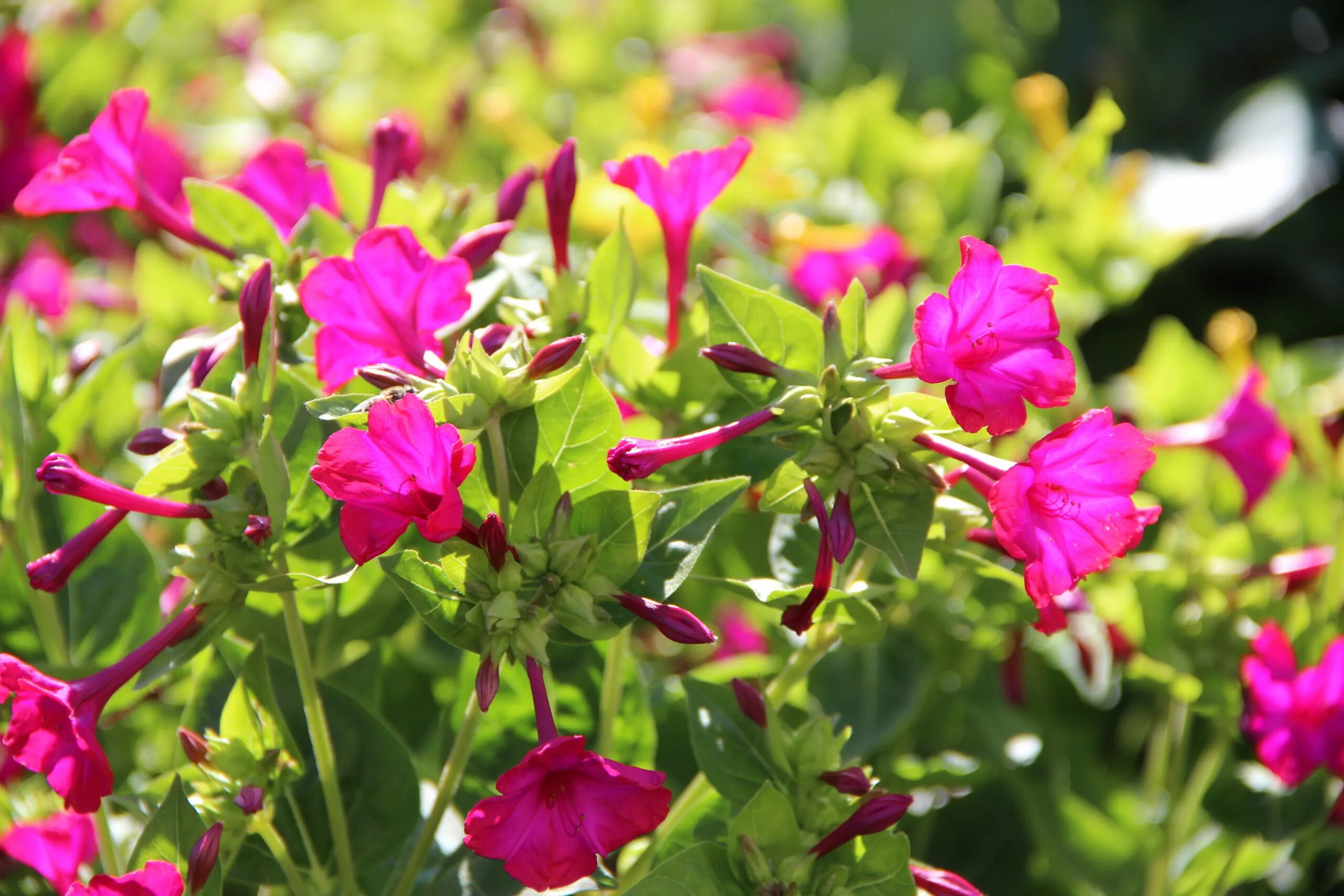 Мирабилис иоланта. Мирабилис ялапа (mirabilis jalapa). Мирабилис цветок. Мирабилис куст. Мирабилис (растение).