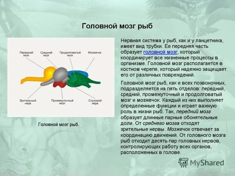головной мозг рыб состоит из. головной мозг рыбы состоит из пяти отделов. головной мозг рыбы состоит из пяти отделов. головной мозг рыбы состоит из пяти отделов. головной мозг рыбы состоит из пяти отделов.