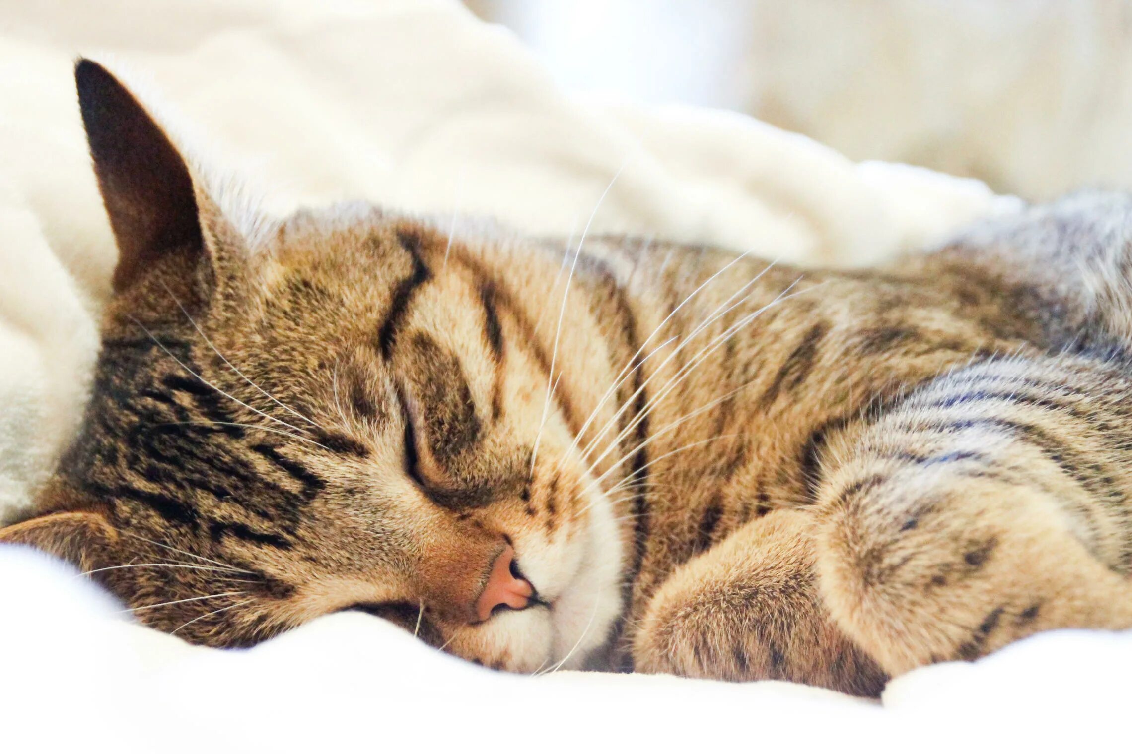 кошка спит. шотландская вислоухая кошка рыжая. кошка спит. сонный котик. спящий кот.