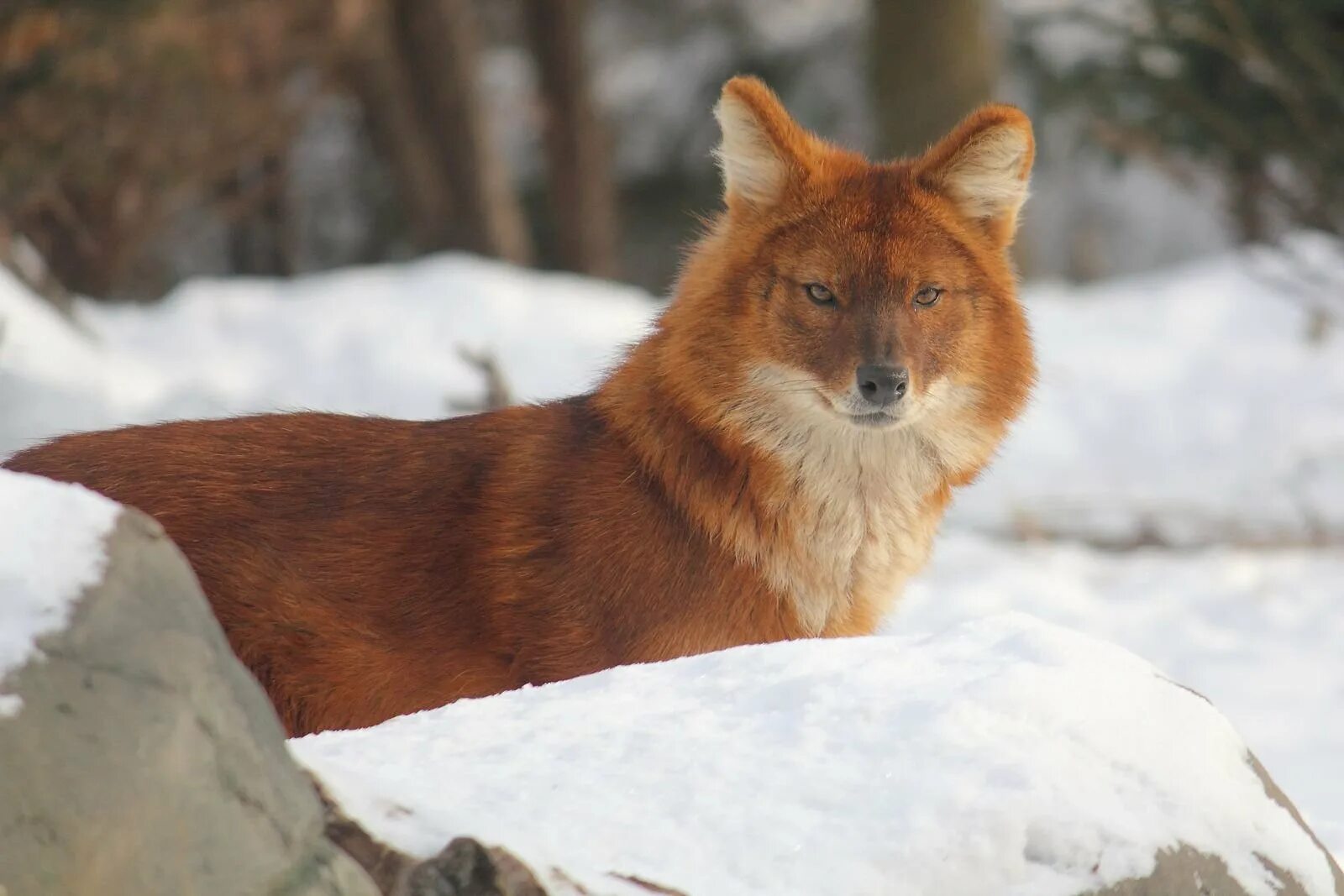 Уссурийский красный волк. Красный волк два. Красный горный волк. Красный (горный) волк или cuon alpinus. Красный волк горный волк.
