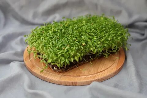 Микрозелень ижевск
