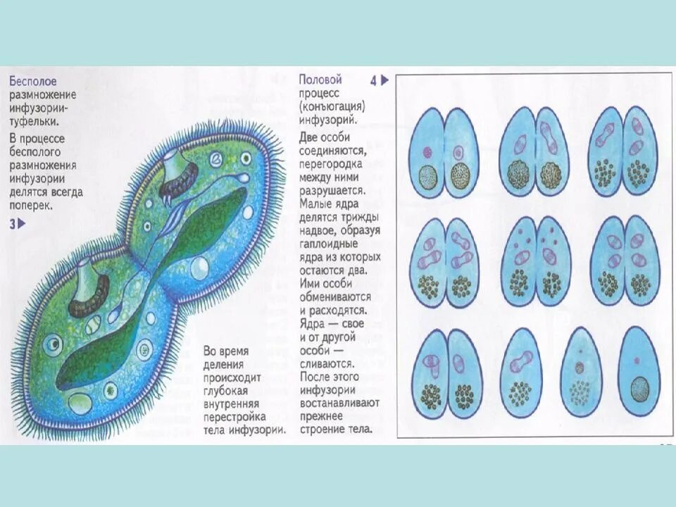 Этапы конъюгации инфузории туфельки. Жизненный цикл (биология) инфузории туфельки. Цикл размножения инфузории туфельки. Размножение инфузорий конъюгация.
