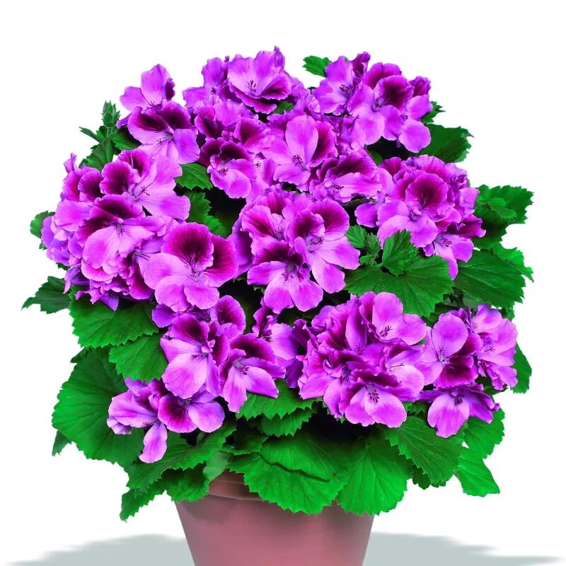 пеларгония тюльпановидная. пеларгония элеганс браво. пеларгония плющелистная в кашпо. пеларгония грандифлора микс. пеларгония в горшке.