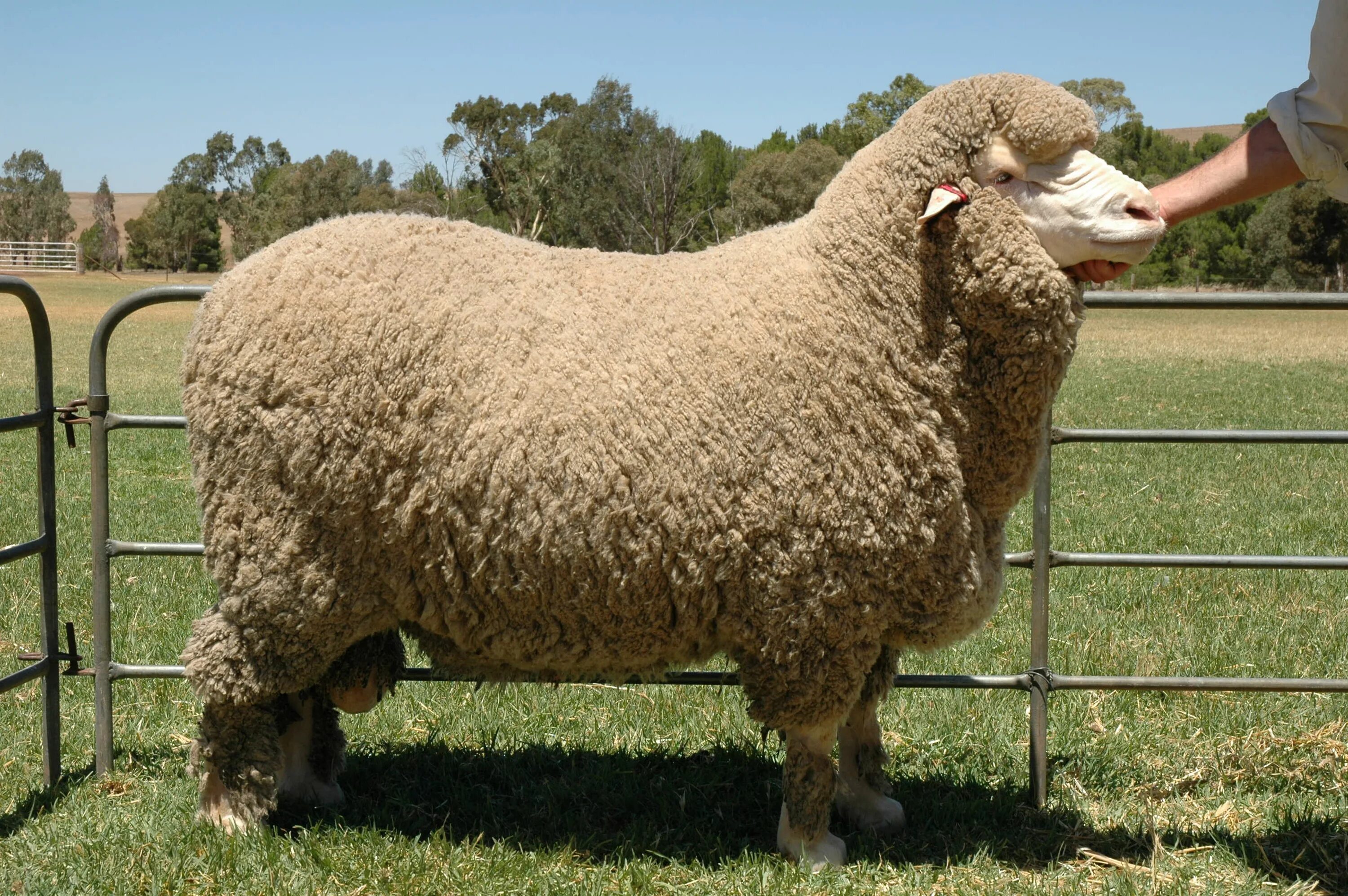 Почему порода. Ромни-марш порода овец. Джалгинский меринос. Порода Джалгинский меринос. Рамбулье порода овец.