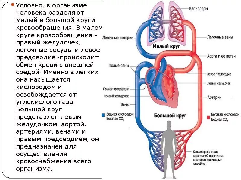 Большой и малый круг кровообращения схема. Сосуды большого круга кровообращения схема. Малый круг кровообращения легочные вены. Обменное русло большого круга кровообращения. Порядок малого круга кровообращения