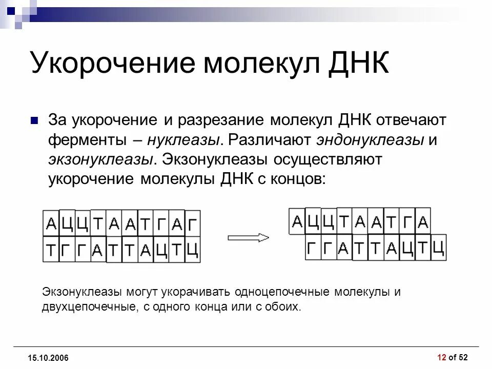 Процесс разрезания молекулы днк с помощью ферментов. ДНК вычисления. Процесс разрезания молекулы ДНК. Эндонуклеазы и экзонуклеазы. Разрезание цепи ДНК.