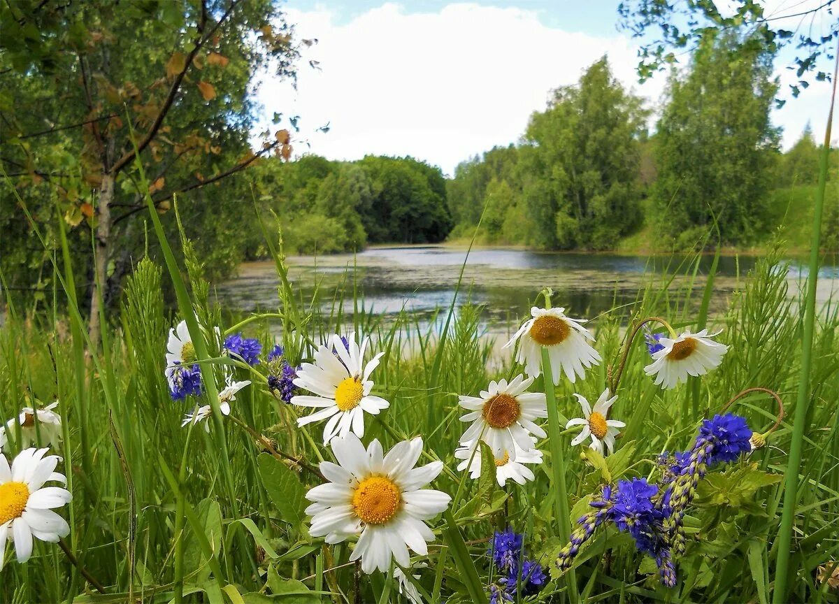 Покажи картинки лета. Летняя природа. Лето в России. Природа России лето. Красивое лето.