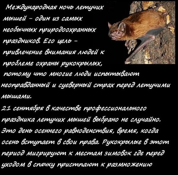 Международная ночь летучих мышей 20 сентября. Международная ночь летучих мышей поздравить друзей. рассказ про праздник ночь летучих мышей на английском.