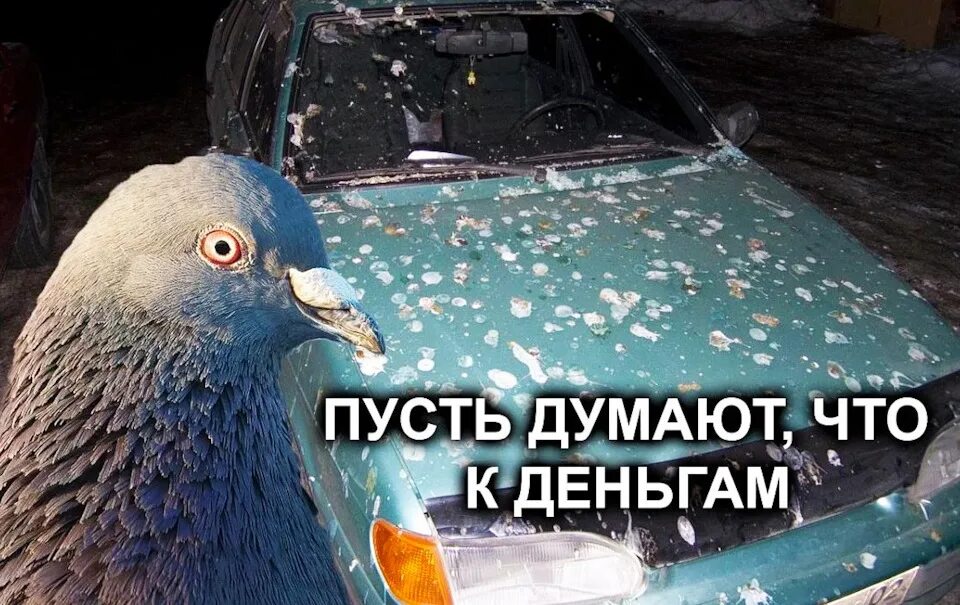 Птицы обгадили машину. Птица гадит на машину. Машина голубь. Птицы нагадили на машину. Машины в птичьем помёте.