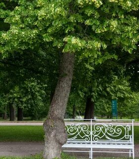 Стояли темных лип аллеи кругом шиповник