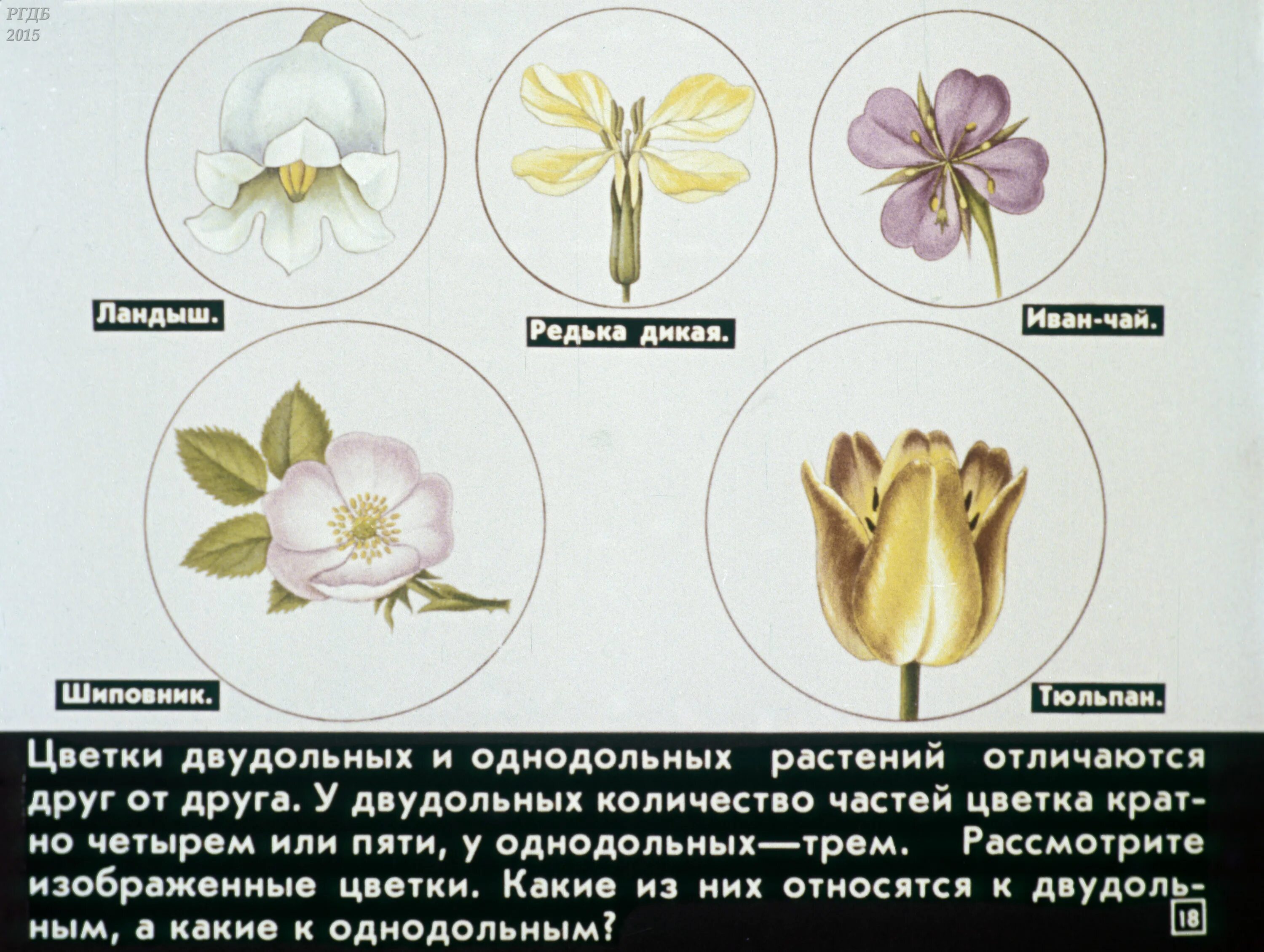 Как отличить цветы. Строение цветка розоцветных. Семейство Розоцветные строение цветка. Соцветие розоцветных растений.