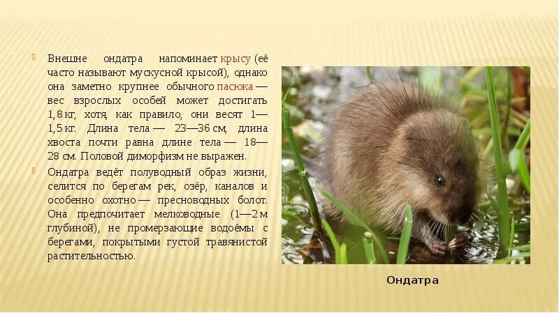 Ондатр слова. Ондатра мускусная крыса. крыса ондатра мускусная ондатра. ондатра описание. ондатра фото и описание.